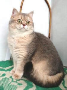 Новый проект (1)