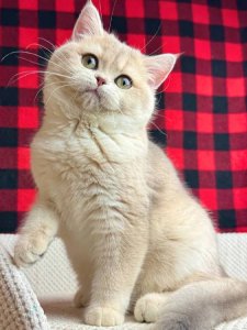 Новый проект (1)