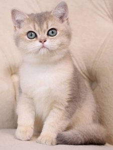 Новый проект (1)