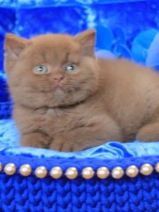 Новый проект (1)