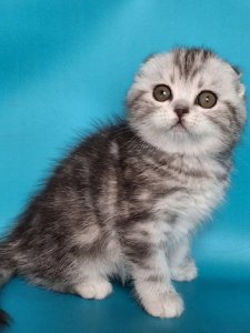 Новый проект (1)