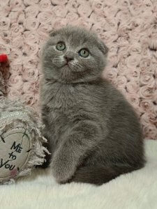 Новый проект (1)