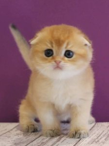 Новый проект (1)