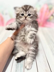 Новый проект (1)