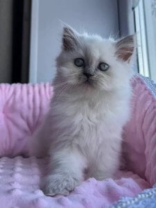 Новый проект (1)