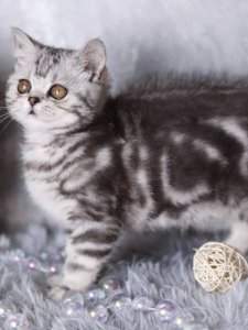 Новый проект (1)