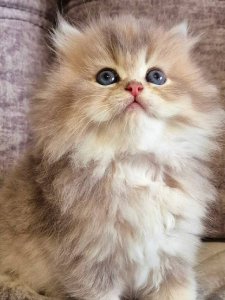 Новый проект (2)