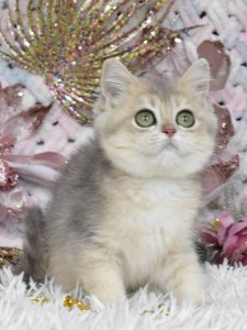 Новый проект (2)