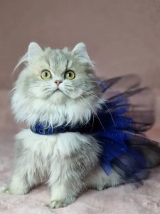 Новый проект (2)