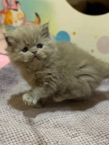 Новый проект (2)