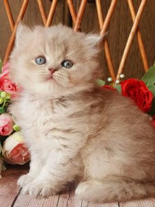 Новый проект (2)