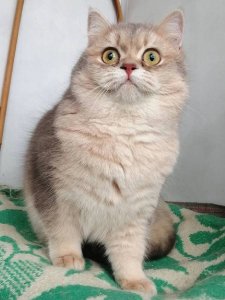 Новый проект (2)