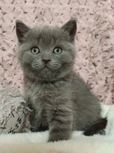 Новый проект (2)