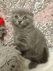 Новый проект (2)