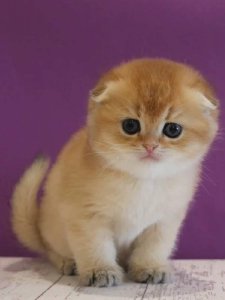 Новый проект (2)