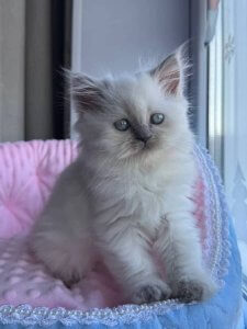 Новый проект (2)