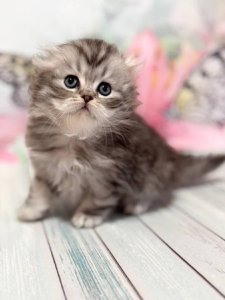 Новый проект (2)