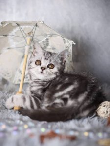 Новый проект (2)