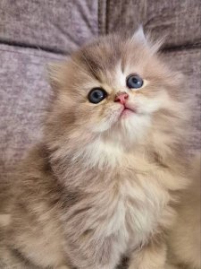 Новый проект (3)