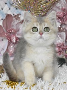 Новый проект (3)