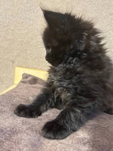 Новый проект (3)