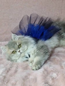 Новый проект (3)