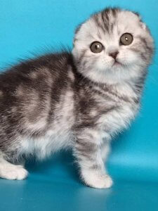 Новый проект (3)