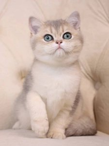 Новый проект (3)