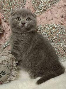 Новый проект (3)