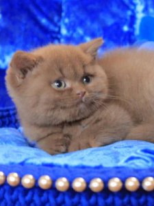 Новый проект (3)