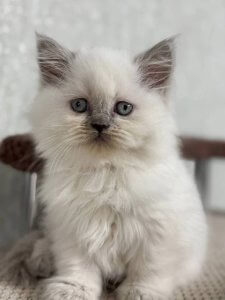 Новый проект (3)