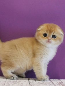 Новый проект (3)