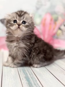 Новый проект (3)