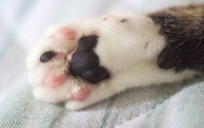 Cat Toe Beans: Fun Facts About Paw Pads