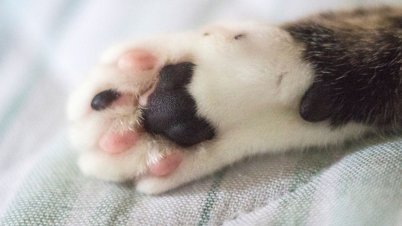 Cat Toe Beans Explanation & Fun Facts About Paw Pads