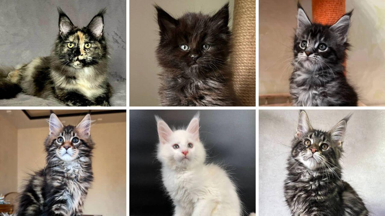 Maine Coon collage