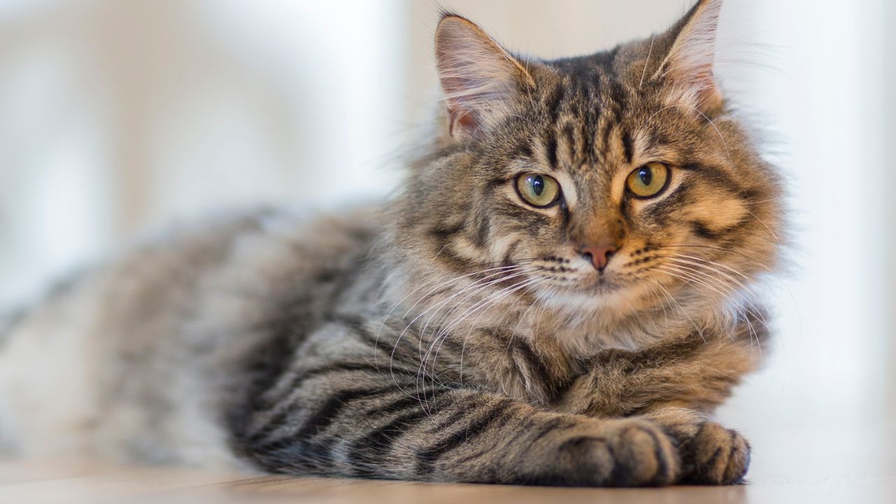 Smallest and Largest Cat Breeds