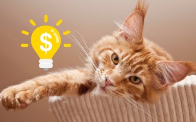 Maine Coon Cat Costs: From Purchase to Care