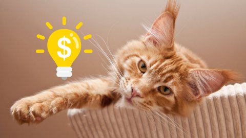 Maine Coon Cost Guide 2025 Price, Care, & Ownership Expenses