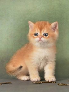 Новый проект (1)