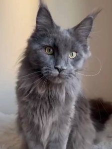 Новый проект (1)