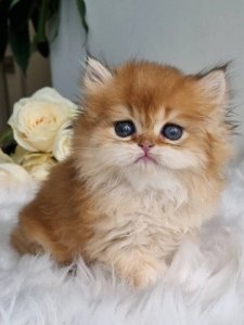 Новый проект (1)