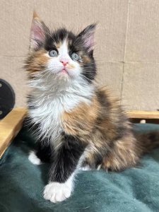 Новый проект (1)