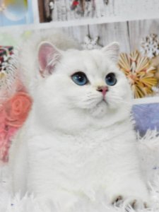 Новый проект (1)