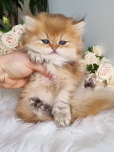 Новый проект (1)