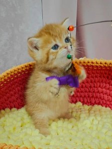 Новый проект (1)