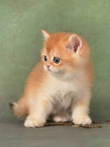 Новый проект (2)