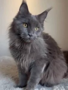 Новый проект (2)