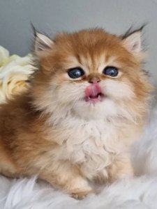 Новый проект (2)