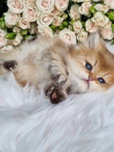 Новый проект (2)